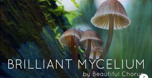 Brilliant Mycelium by Beautiful Chorus